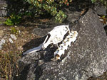 A sun-bleached skull placed on a rock beside the trail. Deer?