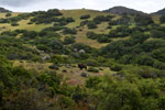 The next morning, a bull buffalo observes me from much closer than it seems